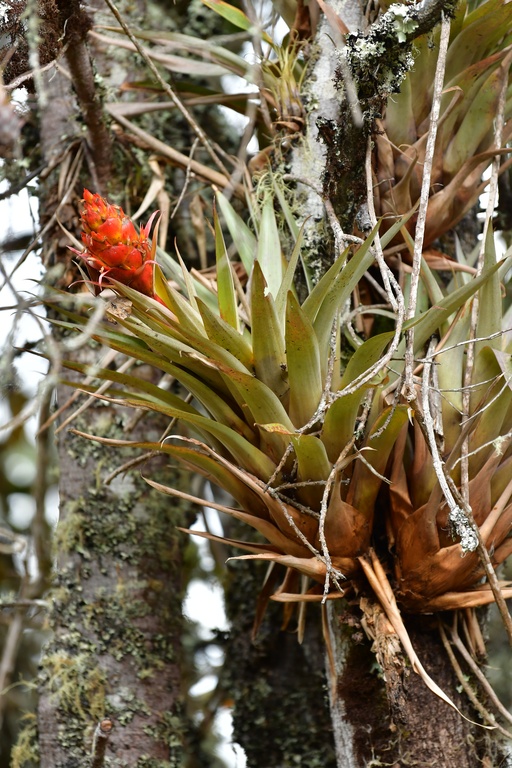 2020-01 Colombia/Guatavita/DSC_3280.JPG